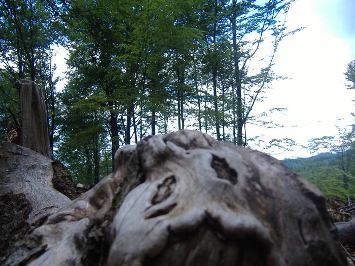 DSCF6047