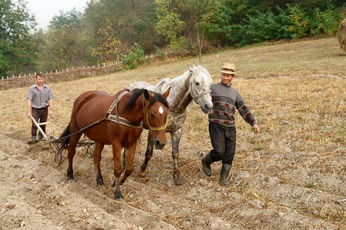 ; Recoltatul cartofilor,aliment de baza in Maramures
