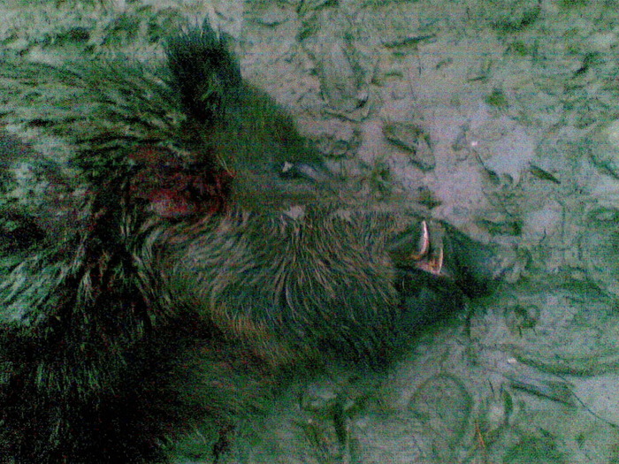09122009(041) - vanatoare padure