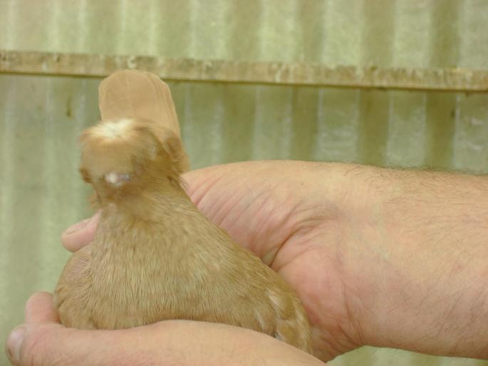 DSC00580 - JUCATORI ARDELENI SI DE CALARASI