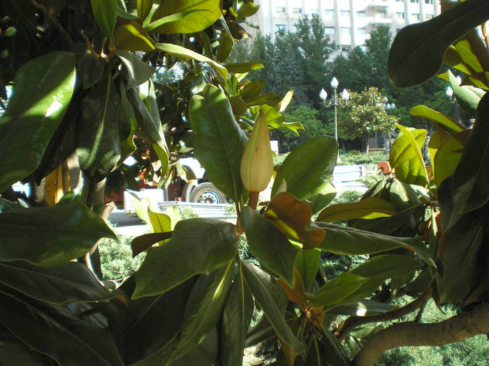 P6300185 - magnolia grandiflora Spania 2008