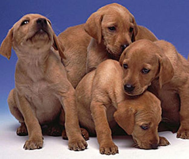 catei 8 - poze animale