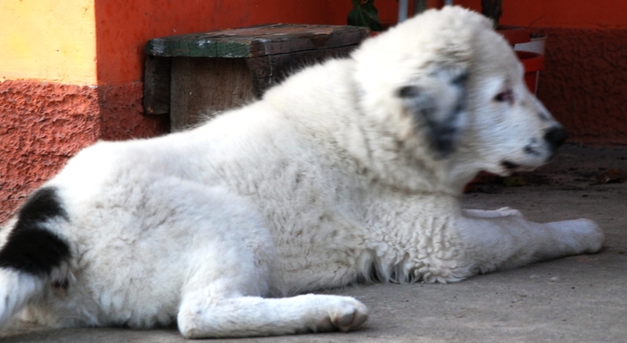 Ela - 20.11.2009 - Ela de Sapte Coline