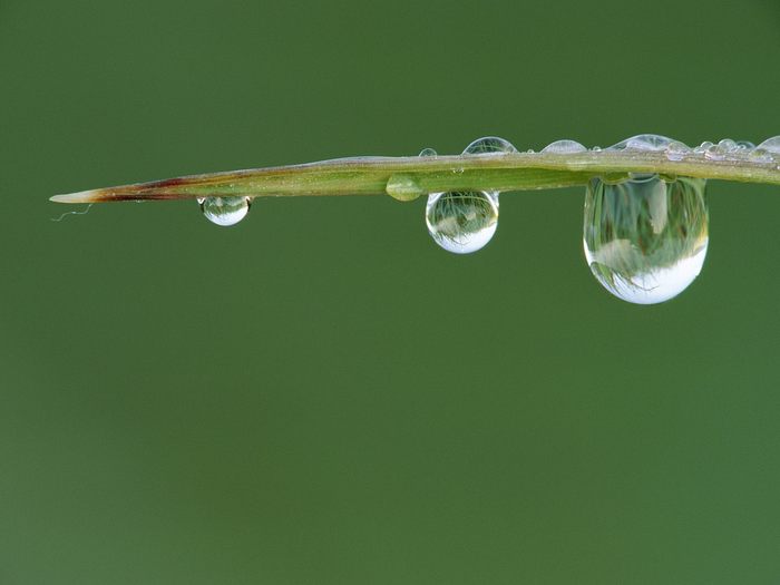 Dew Drops on a Blade of Grass - Wallpapers Premium