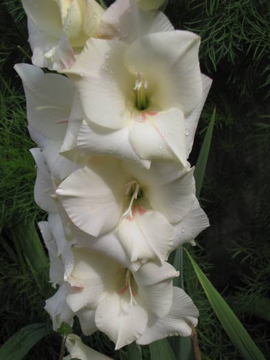 Gladiola Mon Amour 17 iul 2009 (3) - gladiole