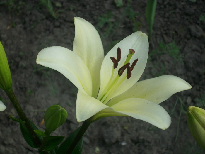 DSCI0642 - flori din gradina mea