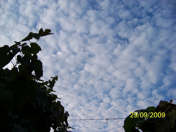 100_2175 - Toamna in curte  Timisoara