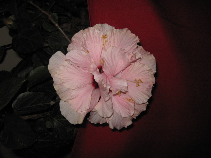 hibiscum - hibiscus