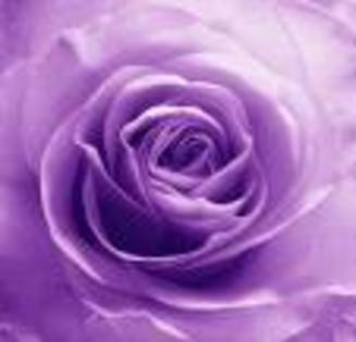 HTRH - Purple rose