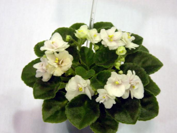 Orchards_Wonder_Twin_2005avsa - violete de pe net 1