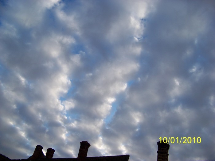 100_8980 - Cer Flori Pasari