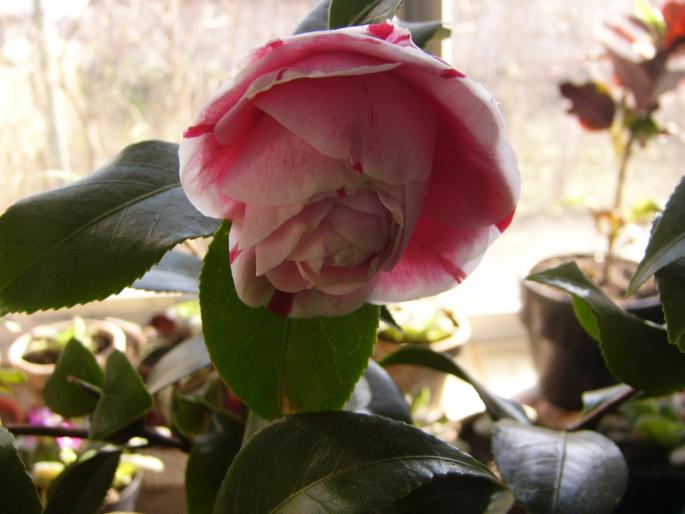 camelia japonica - Camelia japonica