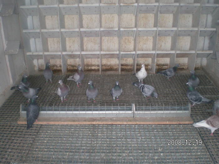pui - porumbei Mihai si Gigi