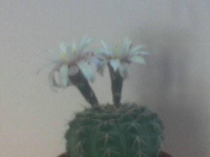 Cactus cu floare alba - cactusi