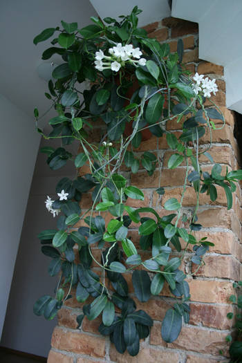 Stephanotis floribunda - plante 2009