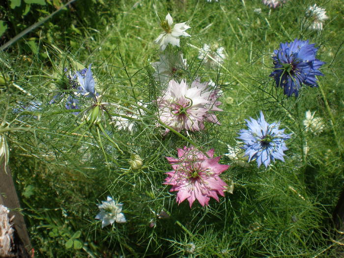 barba imparatului 1 - FLORILE MELE 2009