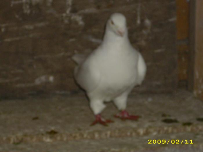 femela 2008 - nastase