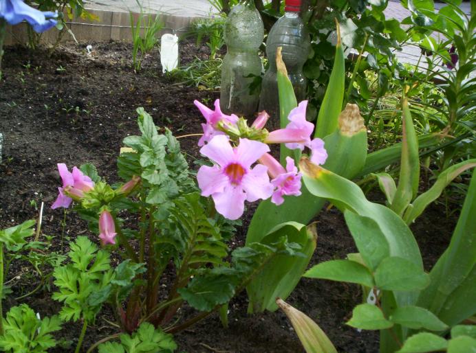 Incarvillea 19 mai 2008 - plante diverse