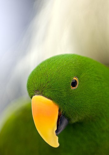 papaga