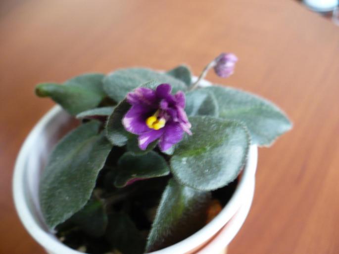 P1030941 - Violete africane