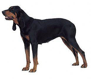 black_tan_coonhound - Scent Hounds