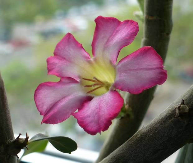 P1110203 - ADENIUM OBESUM
