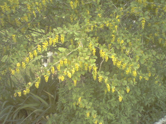 dracila; Berberis vulgaris
arbust cu spini
