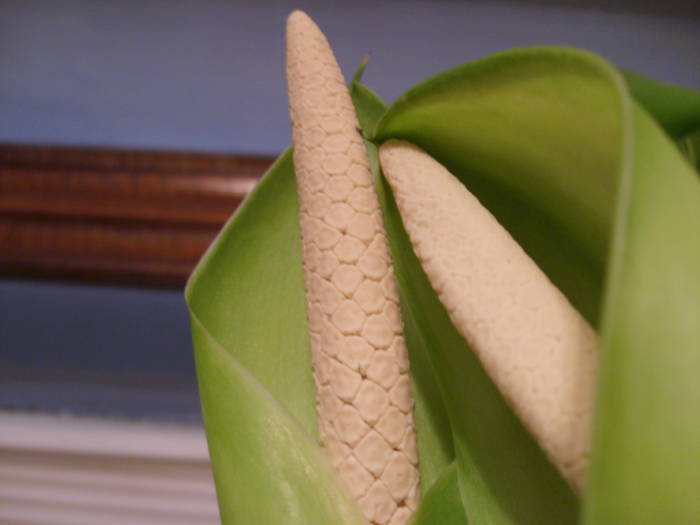 S6000476 - flori in taina 1