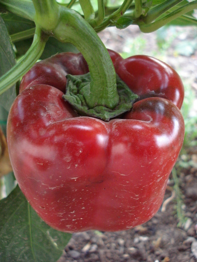 Bell Pepper Purple Flame (2009, Sep.16)