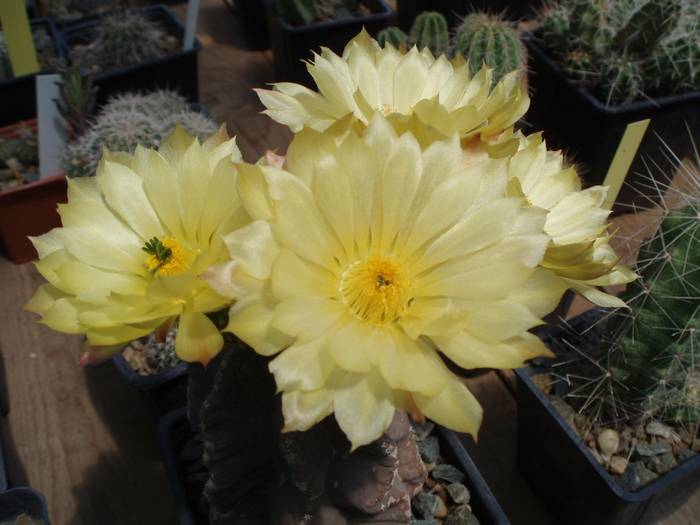 Echinocereus subinermis
