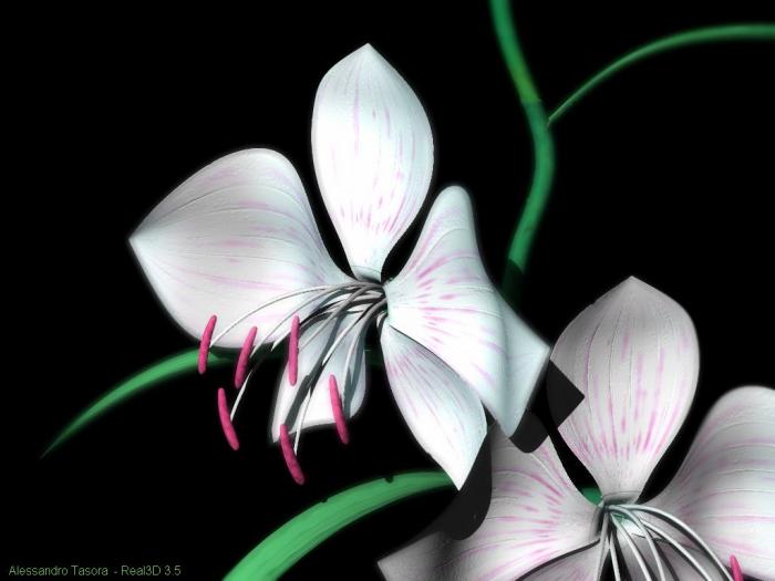 orchidea