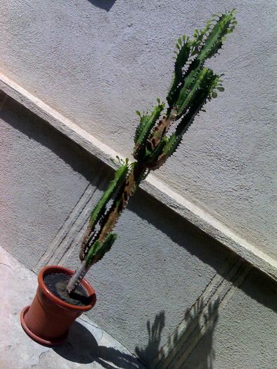 Euphorbia Trigonia - cactusii mei