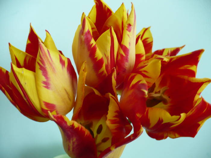 P1110523 - flori diverse