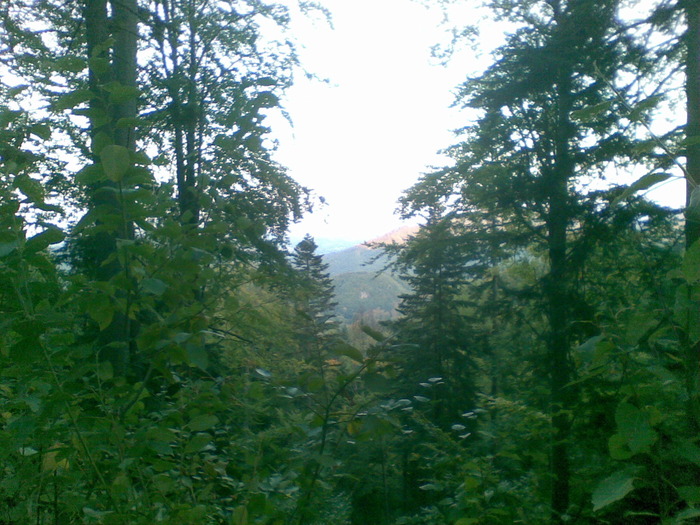 27092009(001) - vanatoare padure