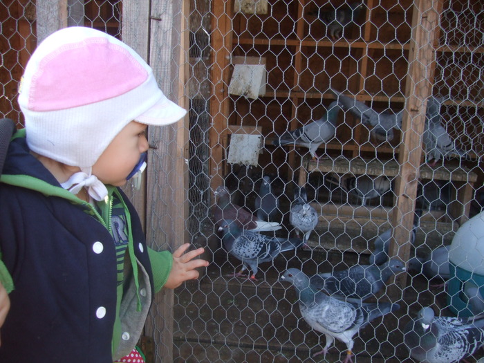 TOT COMOARA MEA - 2 Porumbeii mei cu care incep anul 2010
