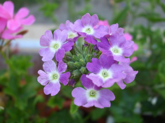 verbena