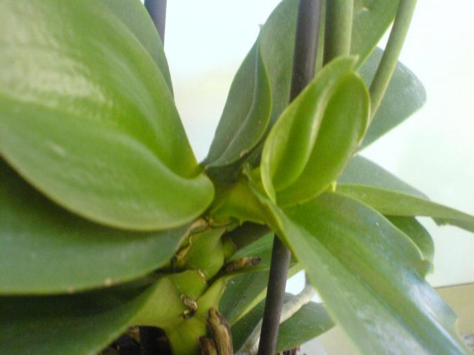pui phale - orhidee