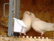 balani de iasi - X-TODAS LAS RASAS DE PALOMAS EN EL MUNDO