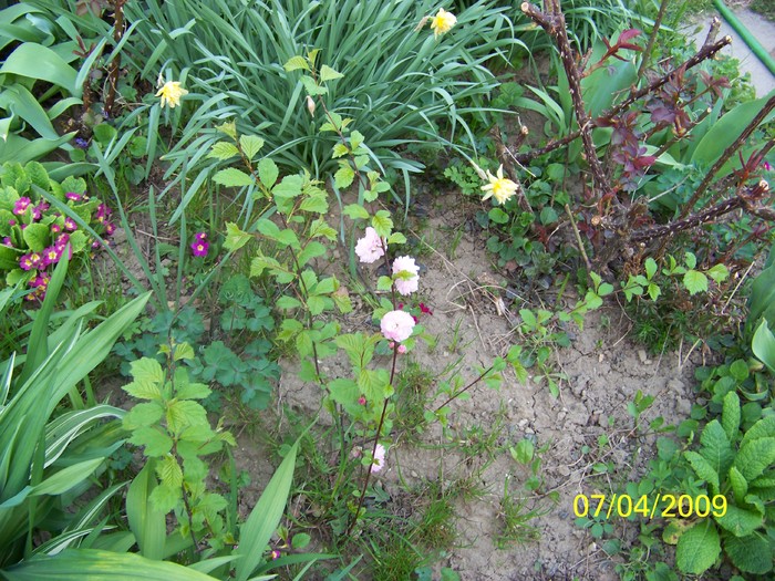 100_0396 - Primavara in curte  Timisoara