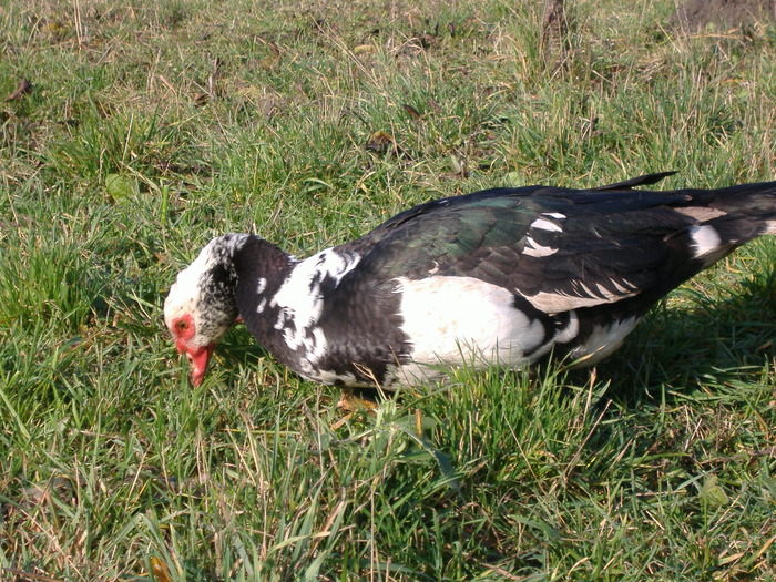 DSCF6194 - Rata leseasca - Cairina moschata