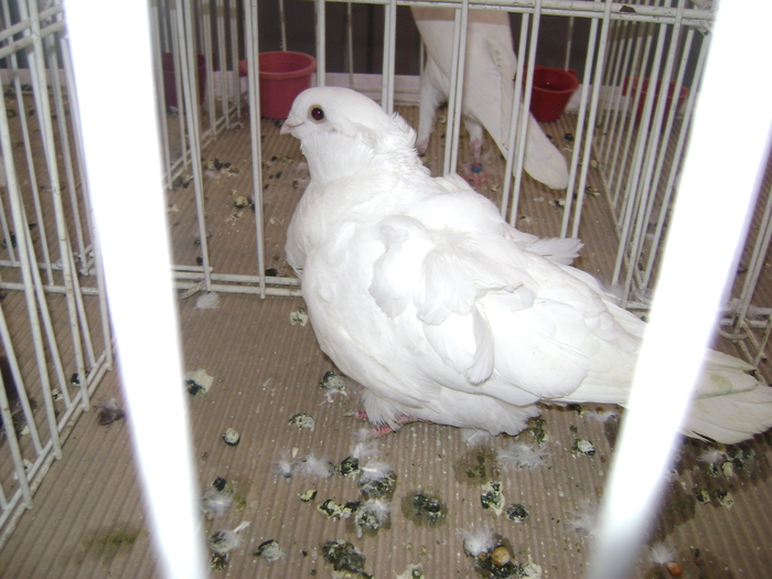 DSC07854 - Expozitie BIstrita 20 12 2009