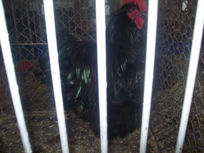 EXPO 2009 .01.09  CLUJ-NAPOCA 162