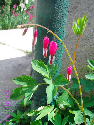 Dicentra(prima floare)