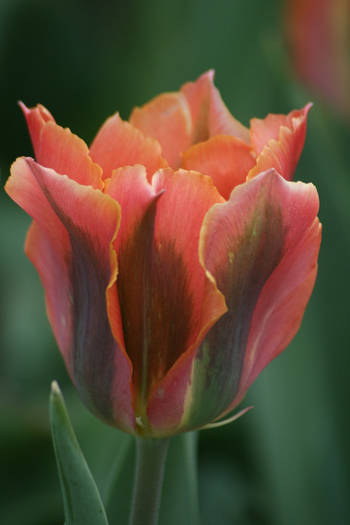 Artist - garden 2009
