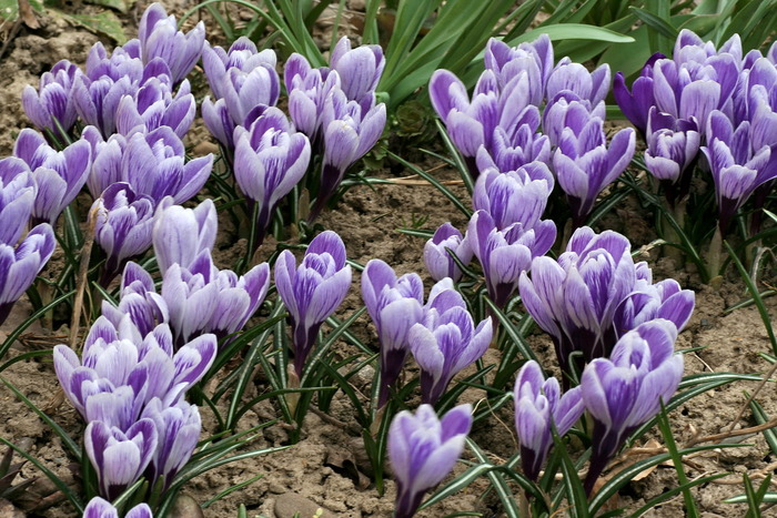 IMG_1000 - zz Crocus