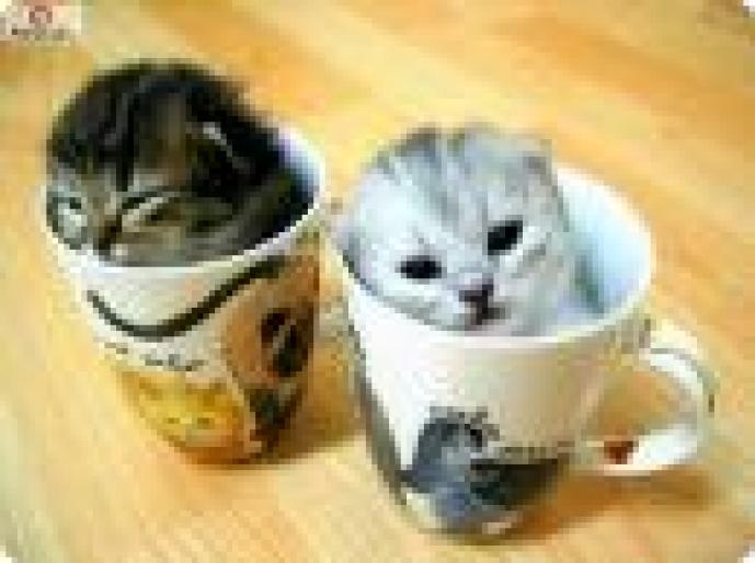 pisicuta - pisicute mici