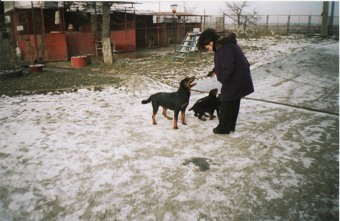 IMG_0001 - CAINI- pisici-DIVERSE