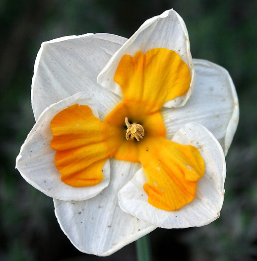 Tricollet - narcise macro