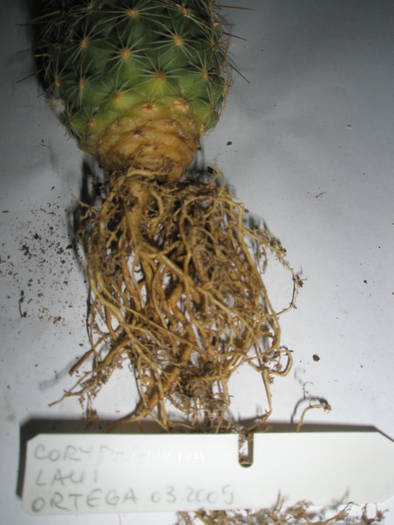 Coryphantha laui