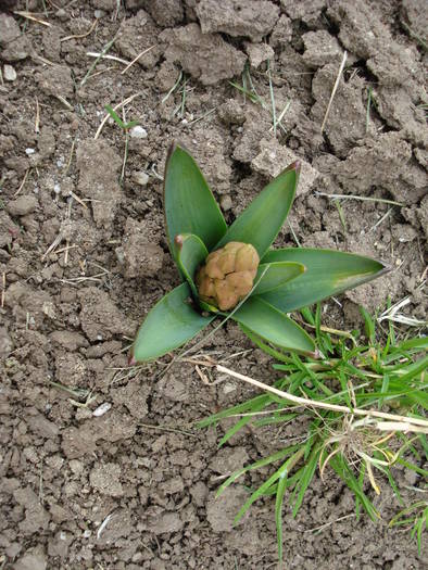 Hyacinth bud (2009, March 29) - ZAMBILE_Hyacinths